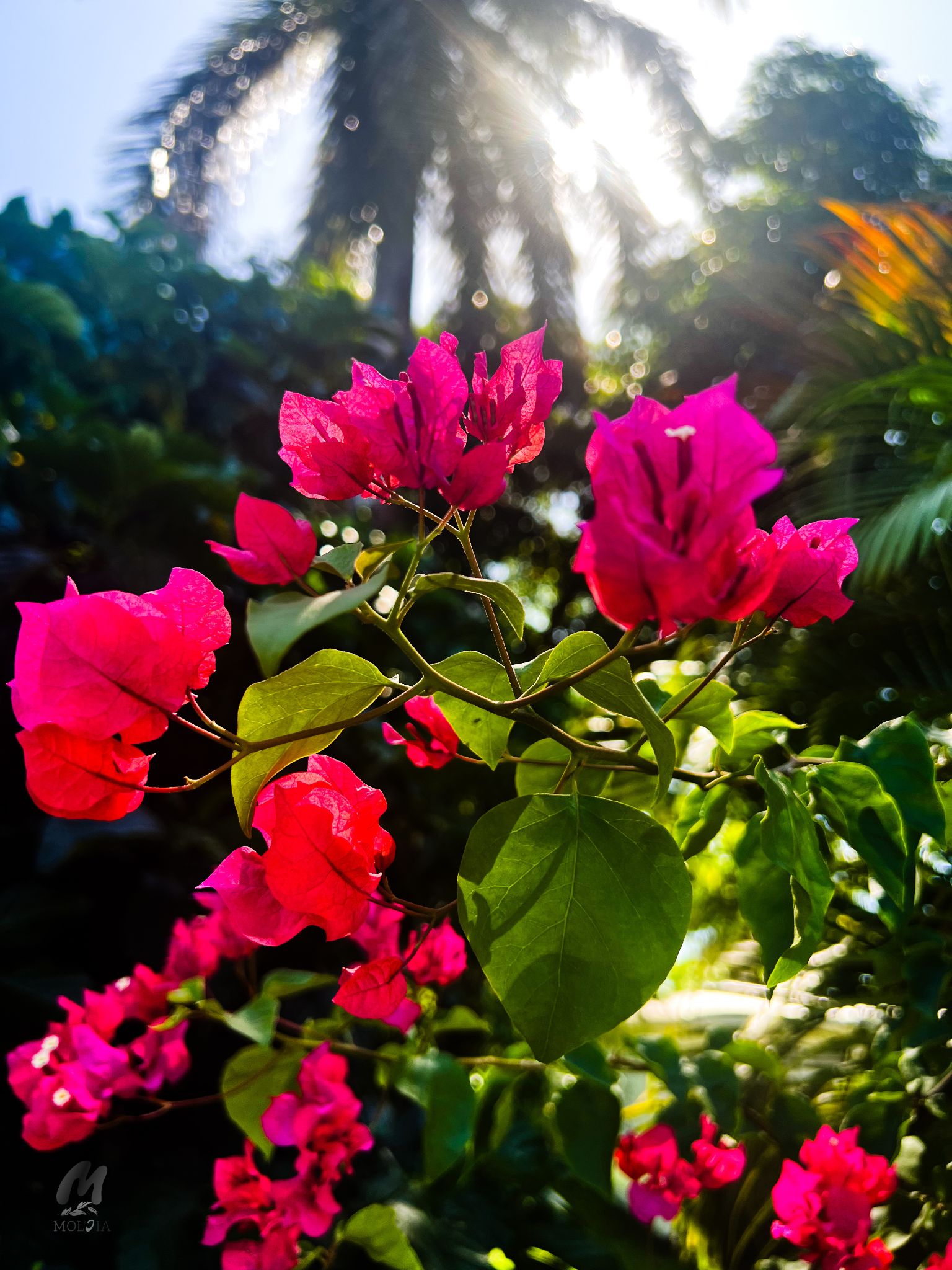 Flowers in Simla